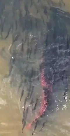Imagem de pirarucu cercando os filhotes em rio