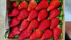 Large red strawberries in a box