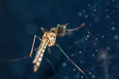 Gros plan d'un moustique