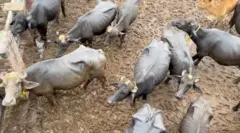 سیلاب، مویشی