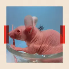 Un ratón rapado rosado.