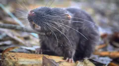 Un ratón con bigotes largos parado sobre un trozo de madera en la jungla.