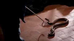 தமிழ்நாடு, பாம்புக்கடி, பாம்பு மீட்பு, வனத்துறை, நாகம் செயலி