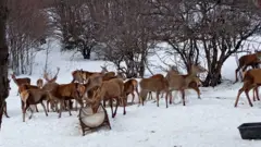 jeleni na snegu, u pozadini je drveće bez lišća 
