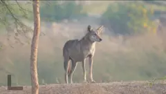 भेड़िया