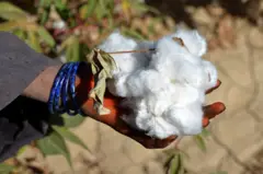 مالوچ