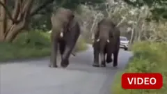 ஆக்ரோஷமாக வாகனங்களை துரத்திய யானைகள்