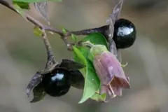 Ela tem flores arroxeadas e frutos negros e arredondados.