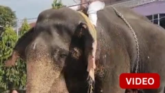 கேரளாவில் பள்ளிக்கு செல்லப்பிராணி யானையை அழைத்து வந்த மாணவர்