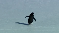 பென்குயின், விலங்குகள்