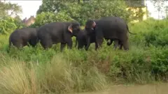 ఏనుగులు 