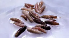 தொற்று பாதித்த பசுக்களில் இருந்து சேகரிக்கப்பட்ட ஸ்க்ரூவர்ம் ஈயின் புழுக்கள், ஒரு வெள்ளை பாத்திரத்தில் வைத்து ஆய்வு செய்யப்படுகின்றன. 