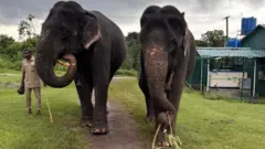 பாமா-காமாட்சி யானைகள், முதுமலை, தெப்பக்காடு யானைகள் முகாம், உலக யானைகள் தினம் 