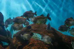 Piranha fish (Pygocentrus nattereri) are seen in the zoological garden in Dehiwala, Sri Lanka, on November 5, 2023.