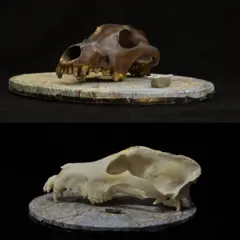 Dos cráneos de perros.