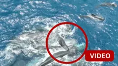 திமிங்கலம்