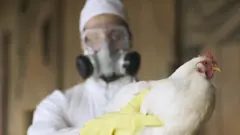 عامل مزرعة يرتدي بدلة واقية كاملة وقناعاً مع جهاز تنفس وقفازات مطاطية يحمل دجاجة