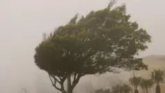 árvore durante forte rajada de vento