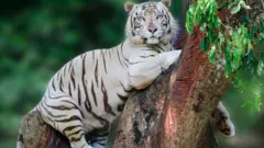 நீலகிரி மாவட்டம் அவலாஞ்சியில் தென்பட்ட வெள்ளைப் புலி ஒரு தனி புலி இனமா? 