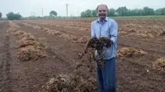 ચોમાસું, મગફળી, વરસાદ, વરસાદથી નુકસાન, ખેતી, કપાસ, બીબીસી ગુજરાતી, સૌરાષ્ટ્ર