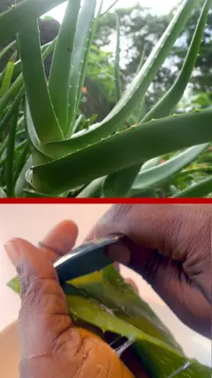'Aloe vera' bụ osisi ndị na-emepụta ọgwụ na nri ji emepụta ngwa eji elekọta ahụ