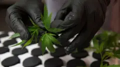 Cannabis grower in Washington DC