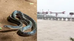 સાબરમતી, રીવરફ્રન્ટ, સાપ, વરસાદ. ધરોઈ ડેમ, ગુજરાત, હવામાન, તાપમાન, ક્લાઇમેટ ચેન્જ, આબોહવા