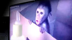 Grab from monkey torture video