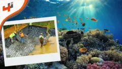 خرسانة صديقة للبيئة تحمي الشواطئ وتثري الحياة البحرية