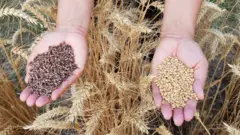 ਸੀਡ ਬਿੱਲ