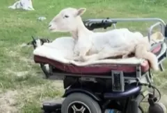 Ovelha em cima de uma cadeira motorizada