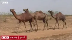 કચ્છમાં ઊંટને રસી