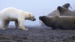 "Una auténtica batalla de titanes": el momento en que un oso polar se enfrentó a una manada de morsas
