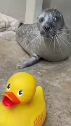 انٹرنیٹ پر وائرل سیل جسے اپنے کھلونوں سے لگاؤ ہے