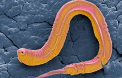 หนอนส้ม