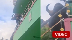 காட்டெருமை உணவு தேடி வீட்டின் மாடிப்படியில் ஏறிச்சென்றதாக கூறப்படுகிறது. 