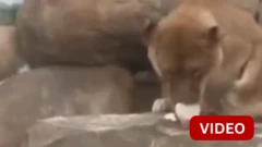 இதய வடிவிலான உணவு; பெண் சிங்கத்தின் ரியாக்‌ஷன் என்ன?