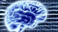 Illustration d'un cerveau