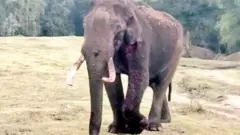 घायल हाथी