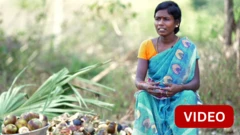 சாலையோரத்தில் நொங்கு விற்கும் பெண்ணின் ஒருநாள் போராட்டம்