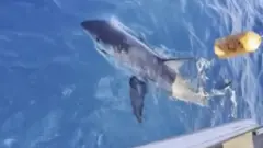 Dečak upecao veliku belu ajkulu