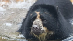 Ben the bear