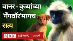 Monkey