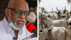 Aworan Gomina Akeredolu ati maalu