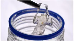 Un ratón transparente 