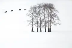 Quatro lobos cinzentos atravessando um bosque nevado de álamos