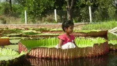जायंट लिली