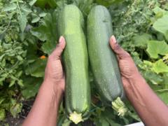 Cucumber: Kedụ uru dị na mkpụrụosisi a?