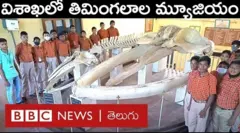 1949, 1960లలో కోస్తా తీరానికి కొట్టుకొచ్చిన తిమింగలాల అస్థిపంజరాలను వైజాగ్ మ్యూజియంలో భద్రపరిచారు.