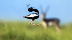 ભાવનગર ખડમોર સંવર્ધન સમાગમ નર માદા પક્ષી સંવર્ધન વિલુપ્ત થતી પ્રજાતિ, ગુજરાત સૌરાષ્ટ્ર કચ્છ ઘાસનાં મેદાનો, પ્રકૃતિ વાઇલ્ડલાઇફ, બીબીસી ગુજરાતી ગુજરાતીમાં સમાચાર